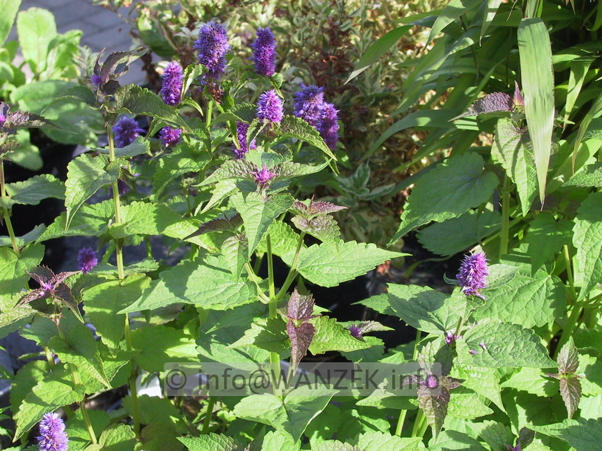 Agastache foeniculum 2.JPG